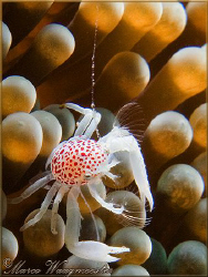 Little red-spotted crab on anemone - Puri Jati, Bali (Can... by Marco Waagmeester 